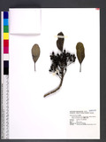 Daphniphyllum glaucescens Blume subsp. oldhamii (Hemsl.) T. C. Huang var. lanyuese T. C. Huang ַ