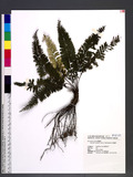Reediella humile (G. Forst.) Pichi-Sermolli p俹