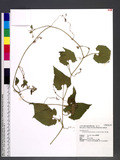 Thladiantha nudiflora Hemsl. ex Forb. & Hemsl. Cx
