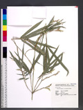 Bambusa multiplex (Lour.) Raeuschel ܦ