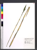 Bambusa multiplex (Lour.) Raeuschel ܦ