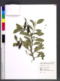 Crotalaria verrucosa L. 大葉野百合