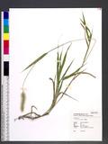 Setaria viridis (L...