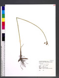 Schoenoplectus triqueter (L.) Palla Z