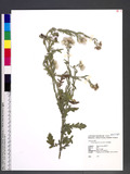 Conyza aegyptiaca (L.) Aiton Jΰ