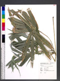 Bambusa dolichomerithalla Hayata cv. Green stripestem W. C. Lin s