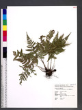 Dryopteris formosana (H. Christ) C. Chr. OW