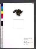 Crepidomanes minutum (Blume) K. Iwats. ή
