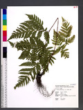 Tectaria devexa (Kunze ex Mett.) Copel. Te