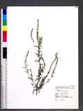 Ambrosia artemisiifolia L. ޯ