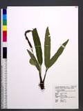 Elaphoglossum marginatum (Wall. ex Fee) T. Moore ޿