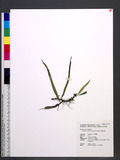 Lepisorus moniliso...