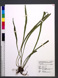 Haplopteris taeniophylla (Copel.) E. H. Crane sѱa