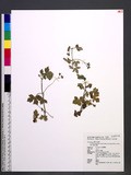 Geranium nepalense Sweet subsp. thunbergii (Sieb. & Zucc.) Hara ]]