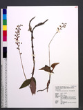 Hetaeria biloba (R...