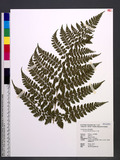 Dryopteris hasseltii (Blume) C. Chr.