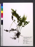 Hymenophyllum badi...