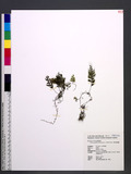 Hymenophyllum holo...