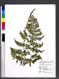 Acystopteris tenuisecta (Blume) Tagawa ʬ`N