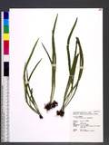 Vittaria taeniophylla Copel. sѱa