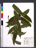 Diplaziopsis javanica (Blume) C. Chr. z
