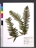 Pteris excelsa Guad. ˻