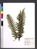 Pteris excelsa Guad. ˻