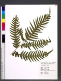 Pteris excelsa Guad. ˻