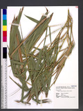 Bambusa vulgaris S...