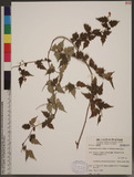 Stephanandra incisa (Thunb. ex Murray) Zabel 冠蕊木