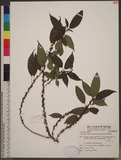 Oreocnide pedunculata (Shirai) Masamune 𵵳
