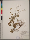 Ranunculus taisanensis Hayata ӣ