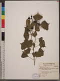 Sapium sebiferum (L.) Roxb. Q
