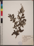 Vitex trifolia L. 三葉牡荊