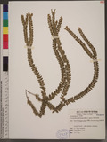Lycopodium salvinioides (Hert.) Tagawa pK۪Q