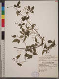 Clematis gouriana Roxb. ex DC. subsp. lishanensis T. Y. A. Yang & T. C.Huang spu
