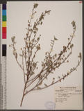 Sida rhombifolia L. 金午時花