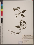 Tripterospermum alutaceofolium (T. S. Liu et Chiu. C. Kuo) J. Murata O_ͧί