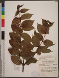 Uncaria lanosa Wall. var. appendiculata (Benth.) Ridsdale K_
