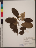 Ehretia acuminata R. Br. p߾