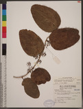 Smilax bracteata C. Presl var. verruculosa (Merr.) T. Koyama Wn
