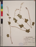 Tiarella polyphylla D. Don K