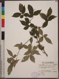 Pourthiaea villosa (Thunb. ex Murray) Decne.
