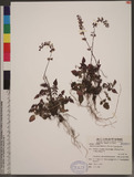 Salvia hayatana Makino ex Hayata 白花鼠尾草