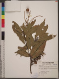 Pasania hancei (Benth.) Schottky var. ternaticupula (Hayata) J. C. Liao forma subreticulata (Hayata) J. C. Liao ӸTR
