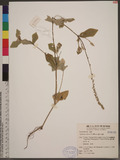 Cyathula prostrata (L.) Blume t