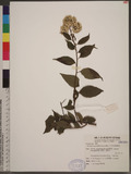 Microglossa pyrifolia (Lam.) Ktze. p޵