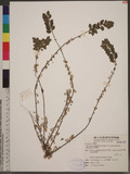 Spiraea prunifolia Siebold & Zucc. var. pseudoprunifolia (Hayata) Li 