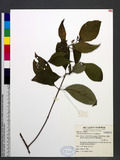 Mussaenda pubescens W. T. Aiton ɸ
