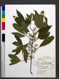 Melicope pteleifolia (Champ. ex Benth.) T. Hartley T}ž